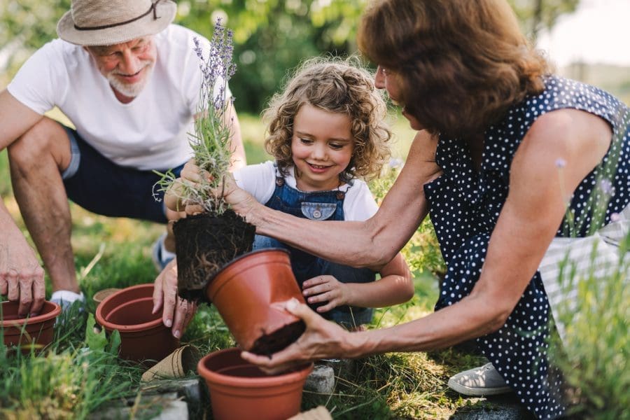 Senior grandparents and granddaughter gardening in the backyard garden.