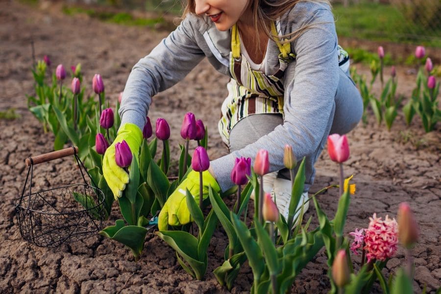 A gardener planting tulips.